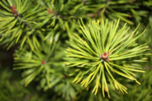 Tree Tree