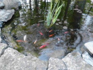 fishwide