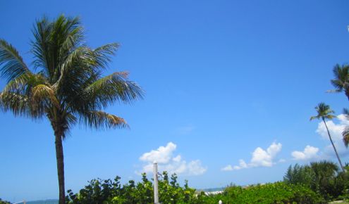 palmtree